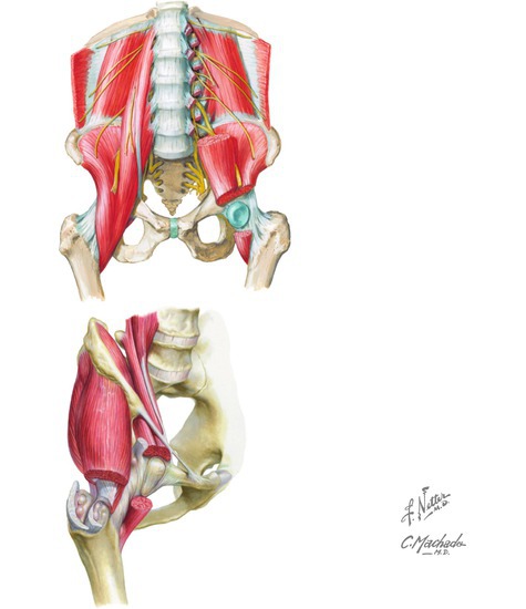 Psoas and Iliacus Muscles