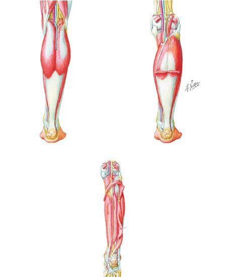 Muscles, Arteries, and Nerves of the Leg: Posterior View