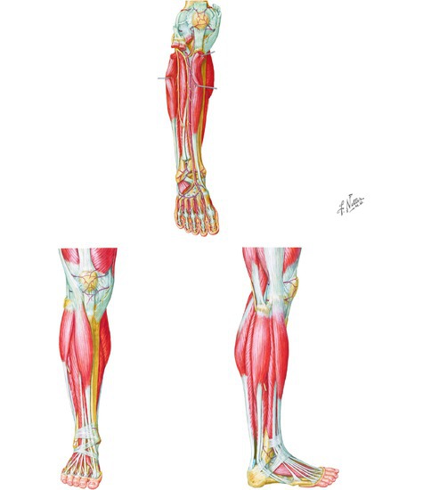 Muscles, Arteries, and Nerves of the Leg: Anterior View