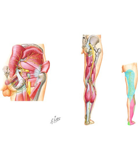 (A) Nerves of the buttock and (B) sciatic nerve and posterior femoral cutaneous nerve