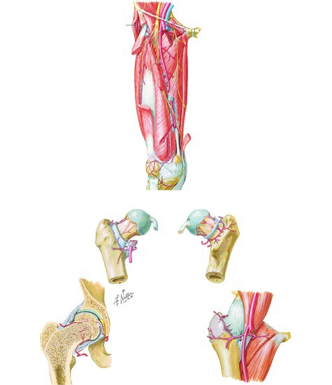 A) Arteries of the thigh: anterior view with deep dissection and schema. (B) Arteries of the femoral head and neck