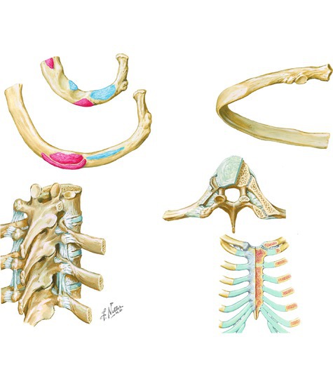 Rib Characteristics and Costovertebral Articulations. Ribs and sternocostal joints; costovertebral joints