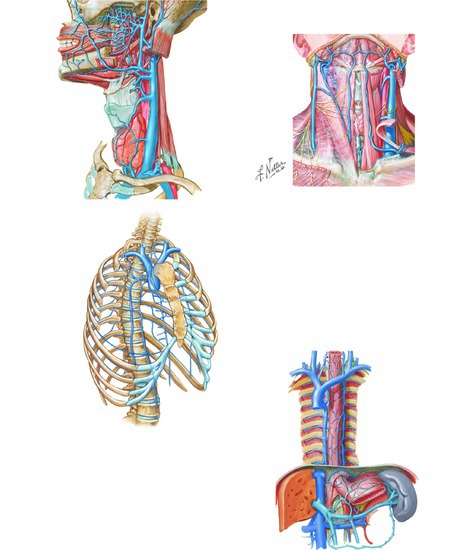 Watermarked preview of unlabeled image: (A) External and internal jugular veins; (B) veins of the internal thoracic wall; (C) mediastinum:azygos system of veins