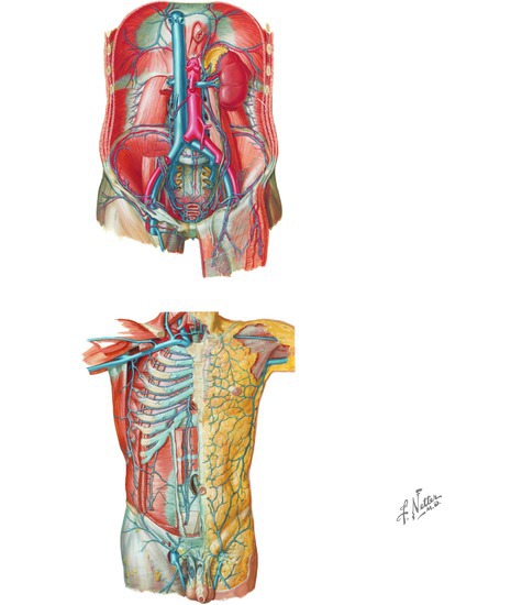 Watermarked preview of unlabeled image: Veins of the Posterior and Anterior Abdominal Wall: Venous Drainage of the Abdomen