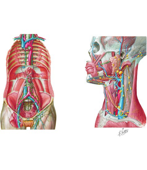 Watermarked preview of unlabeled image: Lymph Vessels and Nodes of the Posterior Abdominal Wall and Head and Neck