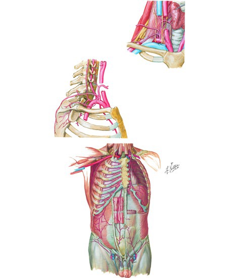 Watermarked preview of unlabeled image: (A) Subclavian artery; (B) arteries of anterior abdominal wall: blood supply of the abdomen