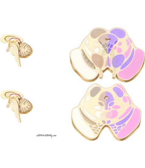 Cross Sections of the Midbrain