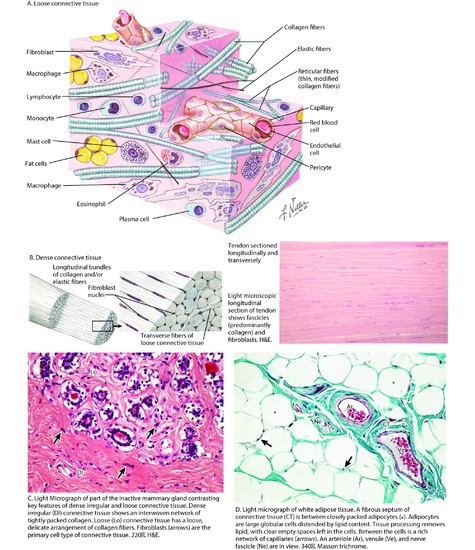 Histology of Connective Tissue (C and D reused with permission from Ovalle W, Nahirney P. Netter's Essential Histology, 3rd edition, Elsevier, 2021)
