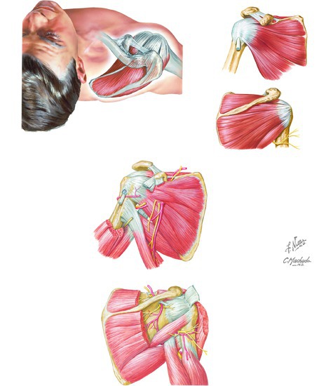 Muscles of the Rotator Cuff