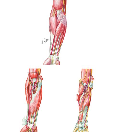Muscles of the Forearm