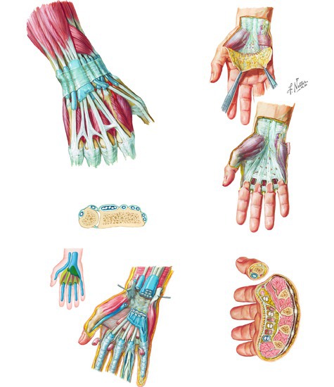 Extensor Indicis Proprius Extensor Tendons at the Wrist