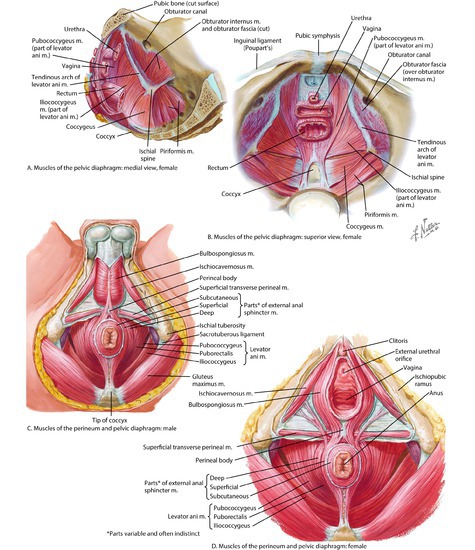 Major Muscle Groups of the Torso (CONTINUED)