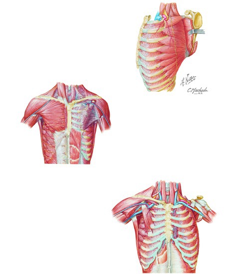 Upper Limb Muscles Originating from the Lateral Chest Wall