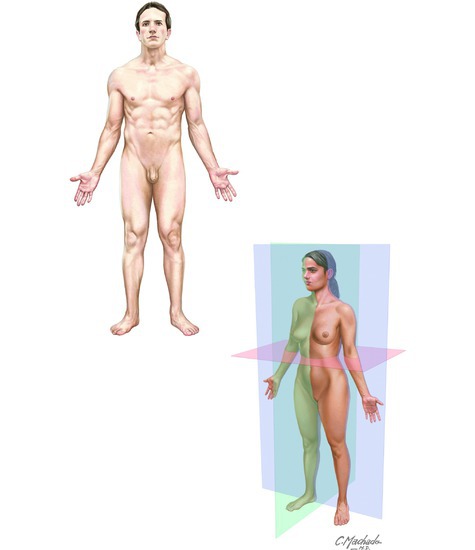 Anatomical Position and Body Planes