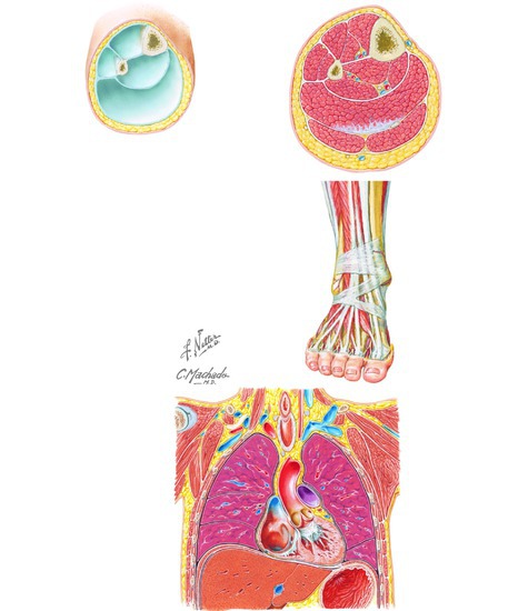Watermarked preview of unlabeled image: Fascia, Synovium and Serous Membranes