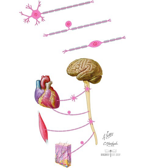 Neurons