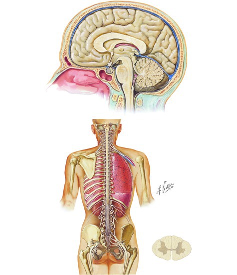 Brain and Spinal Cord