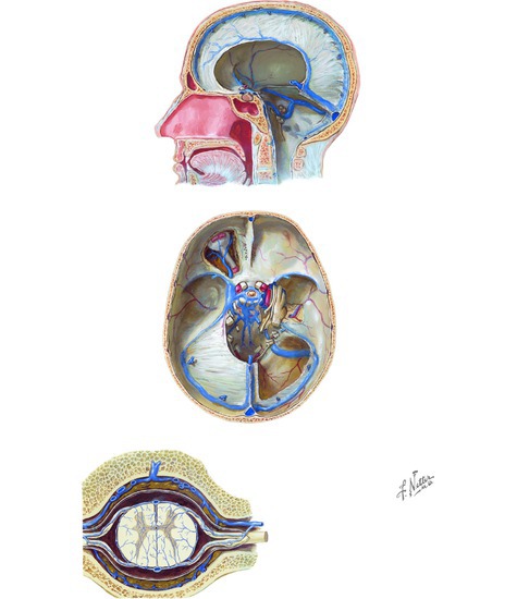 Venous Drainage of the CNS