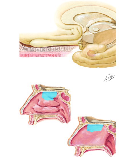 CN I, Olfactory nerve