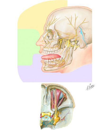 CN V, Trigeminal nerve