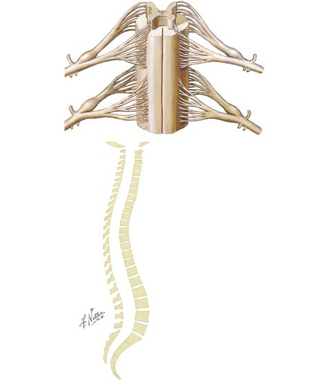 Spinal Nerves