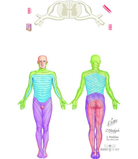 Neurons in Spinal Nerves