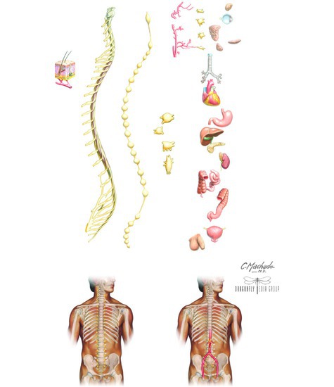 Sympathetic Nervous System