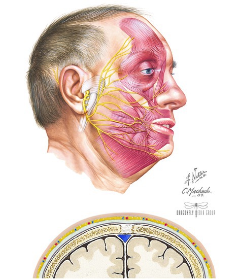 Superficial Facial Muscles and Scalp 