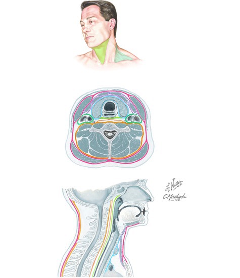 Regions and Fascia of the Neck 