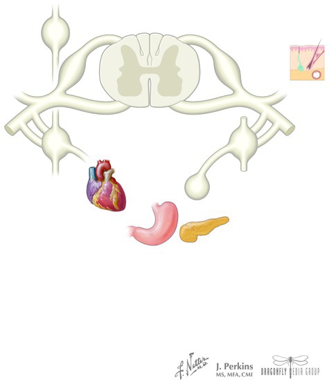 Watermarked preview of unlabeled image: Sympathetic Neurons