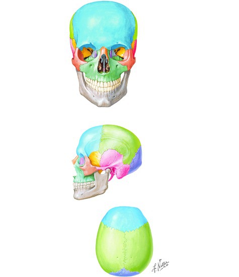 unlabeled skull