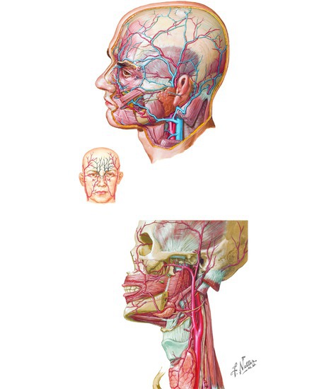 Vasculature of the Face