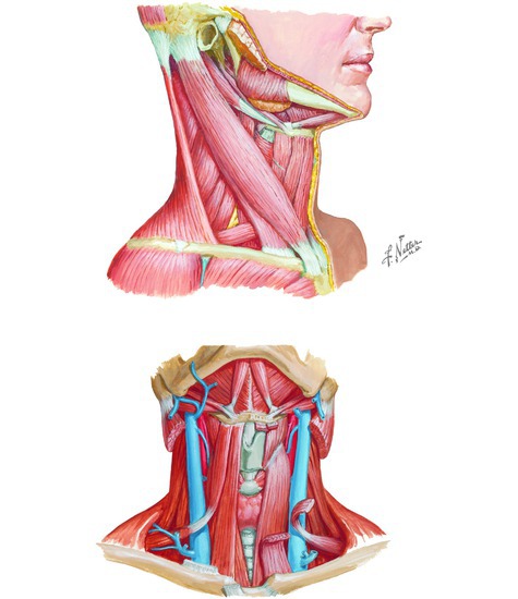 Muscles of the Neck
