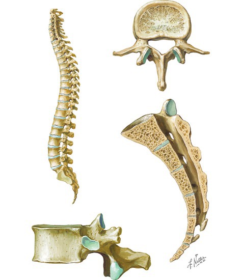 Vertebral Column