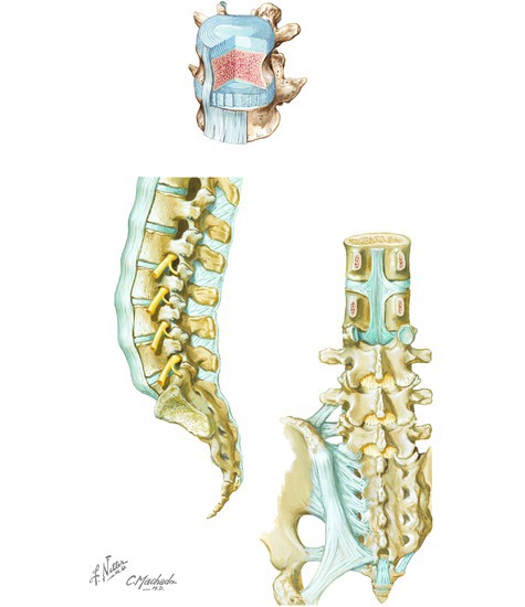 Joints and Ligaments of the Vertebral Column