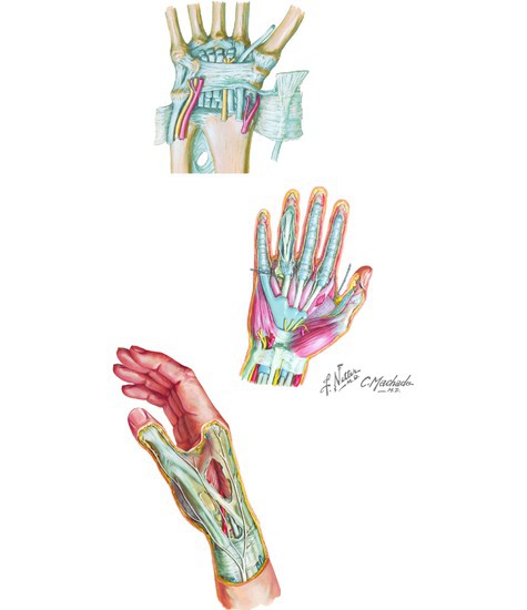 Carpal Tunnel and Anatomical Snuff Box