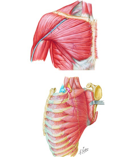 Muscles of the Shoulder: Scapula