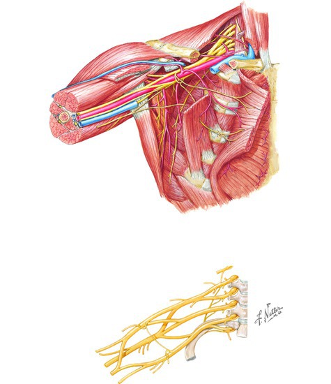Nerves of the Shoulder and Axilla