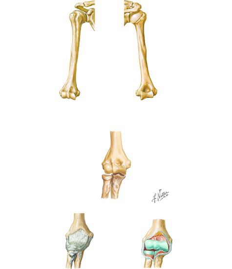 Osteology of the Arm and Elbow joint