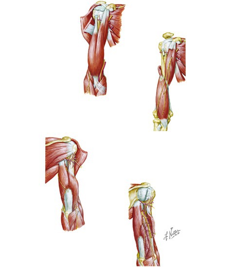 Muscles of the Arm