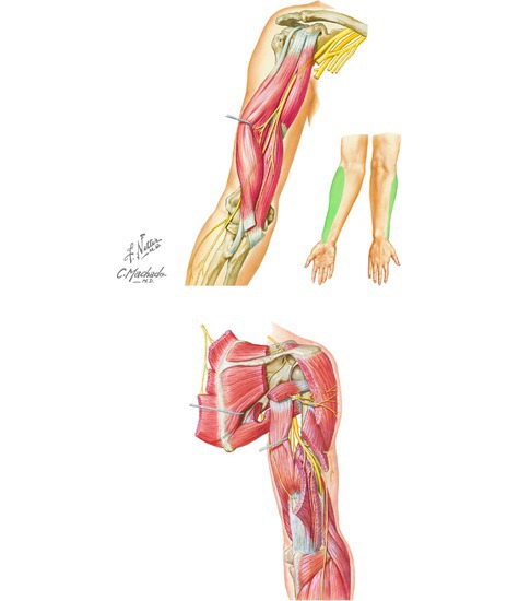 Nerves of the Arm