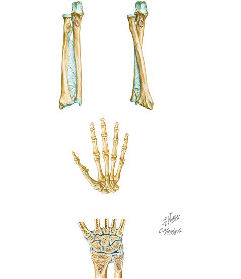 Watermarked preview of unlabeled image: Osteology of the Forearm, Wrist and Hand