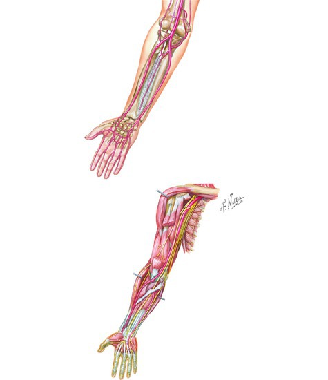 Vasculature and Nerves of the Forearm 