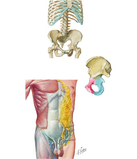 Osteology and Fascia of the Trunk