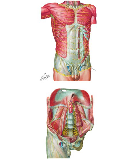 Nerves of the Trunk 