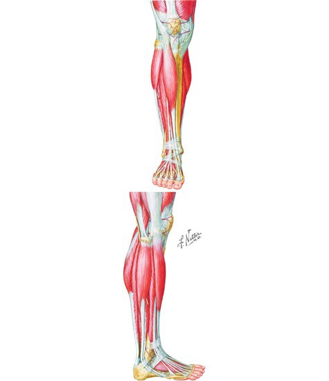Lateral leg best sale