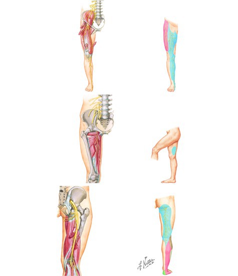 Nerves of the Thigh and Gluteal Region