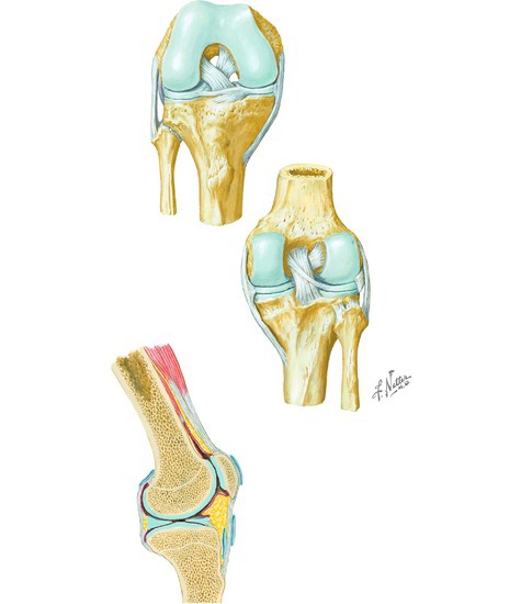 Knee Joint Biology Diagrams