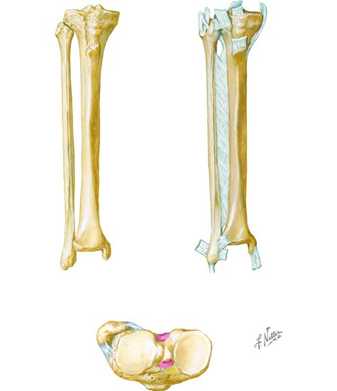 Osteology of the Leg