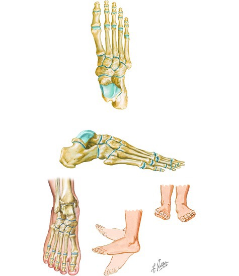 Osteology of the Foot and Ankle joint